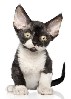 Devon rex cat