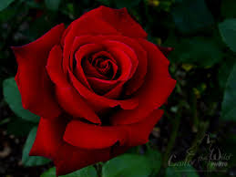 Red Rose