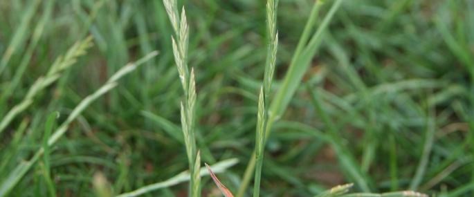 Perrenial Rye (Lolium perenne)