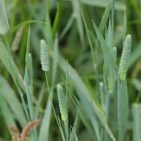 Timothy-grass (Phleum pretense)