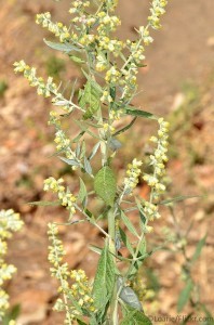 Mugwort (Artemisia vulgaris)