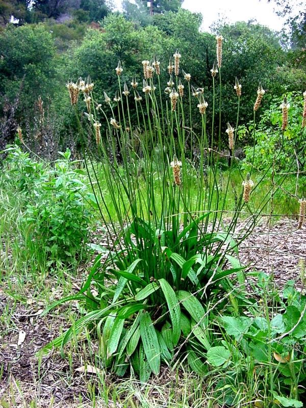 English plantain (Plantago lanceolata)