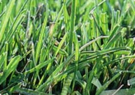 Kentucky Bluegrass (Poa pratensis)