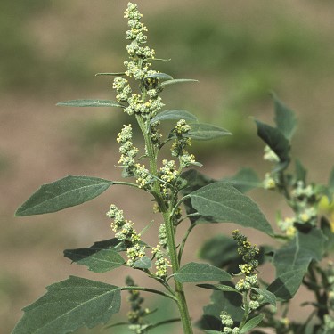 Fat Hen (Chenopodium album)