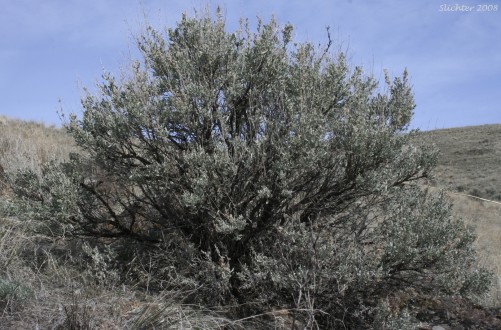 The Sagebrush