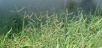 Bermuda Grass