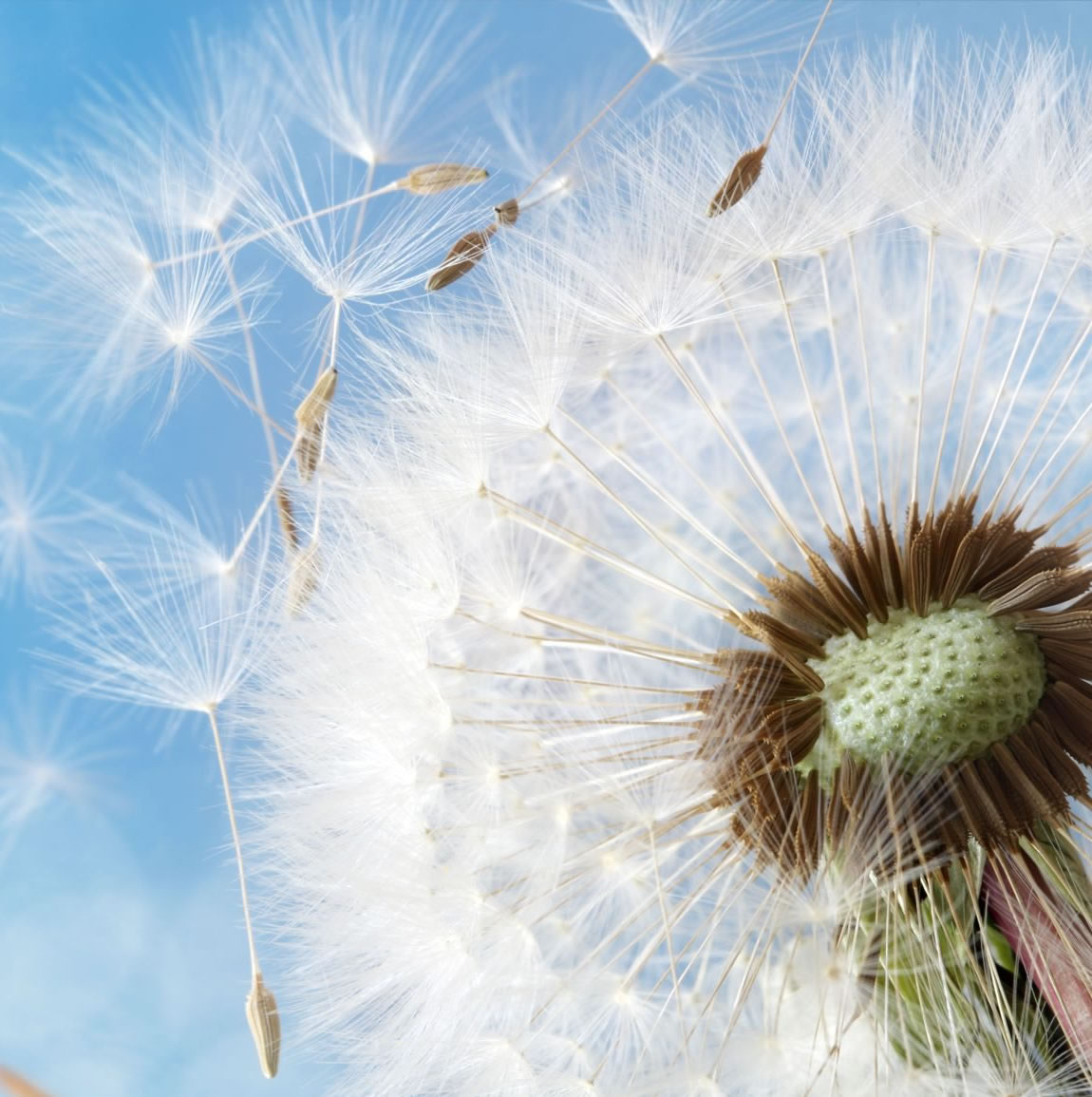 Conventional Treatments for Hay Fever, Dust & Pet Allergies